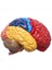 3x Serebral Anatomik Model Anatomi 1 1 Yarı Beyin Beyin Seri Öğretim Laboratuvarı Malzemeleri (Yurt Dışından) 2
