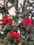 Kırmızı Kadife Fiyonk Kurdele, Noel Ağaç Süsü, Lüks, 3'lü Set 7