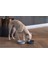 Mtxdpn Beeztees Dbl Köpek Mama Su Kabı, Mat Siyah Paslanmaz Çelik, 16CM, 940ML 4
