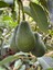 1 kg Avokado 1