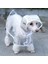 Köpek Yağmurluğu -Sarı - (Small) 2