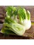 Floransa Kök Rezene Tohumu Fennel 1
