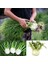 Floransa Kök Rezene Tohumu Fennel 2