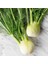 Floransa Kök Rezene Tohumu Fennel 5