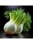 Floransa Kök Rezene Tohumu Fennel 6