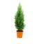 Elwoodi Yılbaşı Çamı – Chamaecyparis Lawsoniana ‘ellwoodii' – 8,5 cm Saksı 2