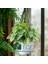 Melek Kanadı Çiçeği (Syngonium Podophyllum)- 2 Lt Askılı Saksıda 4