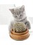 Kedi Otu Oyun Topu Cat Mint - Doğal Malzeme ile Kedinizin Eğlencesi için Güvenli Oyun 2