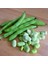 Sakız Bakla Tohumu Fava Beans Seeds 1