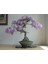 Dünyam 5 Adet Purple Rain Wisteria Living Room Bonsai Tohumu 2