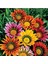 Dünyam 10 Adet Gazania Mix Flower Tohumu 5