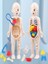 Eğitici Oyuncak Insan Vücudu Anatomisi Organ Bulmaca Puzzle Bultak Yapboz 3D Model 1