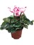 Cyclamen Persicum 'Pink Splash' (Sıklemen Çiçeği) 1