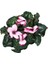 Cyclamen Persicum 'Pink Splash' (Sıklemen Çiçeği) 2