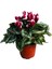Cyclamen Persicum 'Burgundy - White' (Sıklamen Çiçeği) 1