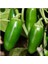 Adet Kırmızı Jalapeno Biber Tohumu 3