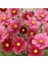 Adet Cosmos Bipinnatus 'antiquity' Çiçek Tohumu 1