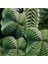 Look Crassula Columnaris Sukulent Tohumu TH-DSHNGLOOKTHM075 1