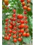 Dünyam Salkım Cherry Domates Tohumu / 5+ Adet Tohum 3