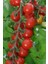 Dünyam Salkım Cherry Domates Tohumu / 5+ Adet Tohum 4