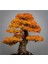 Look Bodur Çınar Bonzai Ağacı Tohumu 5 Adet Bonsai Ağacı Tohumu TH-8777963100261 2