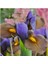 Golden Beauty Iris Süsen Karışık Renkli Soğanı 20 Adet 3