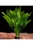 Bitkileri Echinodorus Amazonicus Saksı Canlı Bitki B043 1