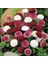 Karışık Katmerli Bellis Perennis Ponpon Ingiliz Çayır Papatyası Çiçeği TOHUMU(100 Tohum) 1