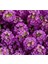 Alyssum (Çoklu Tohum) - 250 Tohum - Mor Renk 1