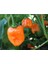 Acı Habanero Biberi Tohumu 20 Adet Tohum Biber Tohumu 2