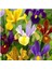Golden Beauty Iris Süsen Soğanı - 10 Adet 1