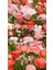 Dünyam 10 Adet Shirley Poppies Double Mixture Tohumu 4