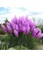 Dünyam 50 Adet Daisy Garden Purple Pampas Tohumu 1
