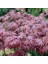 Kırmızı Akçaağaç Acer Palmatum Atropurpureum 10 Adet Tohum 4