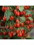 Tüplü Goji Berry Kurt Üzümü Fidanı 3