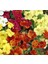 Karışık Mimulus Misk Çiçeği F1 Tohumu (30 Tohum) 1