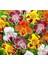Karışık Mimulus Misk Çiçeği F1 Tohumu (30 Tohum) 3