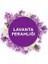 Banyo Hava Tazeleyici Cihaz ve Yedek Lavanta Ferahlığı 10 ml 2