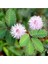 Dünyam 20 Adet Mimosa Pudica Tohumu 1