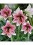 Dünyam 10 Adet Pink Amaryllis Vittata Tohumu 1