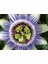 Dünyam 5 Adet Blue Passion (Passiflora Caerulea) Tohumu 1