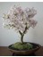 Look Beyaz Çiçekli Bahardalı Bonsai Ağacı Tohumu-10 Adet TH-2022DSHNGLKTHM085 1