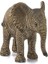 14763 Yavru Afrika Fili Oyun Figürü 2