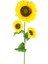 Yapay Ayçiçeği, Sarı-Yeşil - 3 Çiçekli, 30X130 cm 1