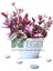 Pembe Telgraf Çiçeği (Tradescantia Nanouk) 2lt 1