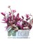 Pembe Telgraf Çiçeği (Tradescantia Nanouk) 2lt 3