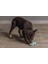 Xmpdby Beeztees Yavru Köpek Oyuncağı, Diş Kaşıma, Kauçuk, Yeşil, 9,5X5,5X2CM 4