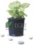 Melek Kanadı Çiçeği (Syngonium Podophyllum)- 3 Lt Saksıda 1