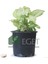 Melek Kanadı Çiçeği (Syngonium Podophyllum)- 3 Lt Saksıda 2