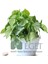 Melek Kanadı Çiçeği (Syngonium Podophyllum)- 2 Lt Askılı Saksıda 3